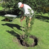 Presađivanje trešanja u jesen na novo mjesto - kako presaditi